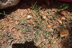 Indigofera linifolia